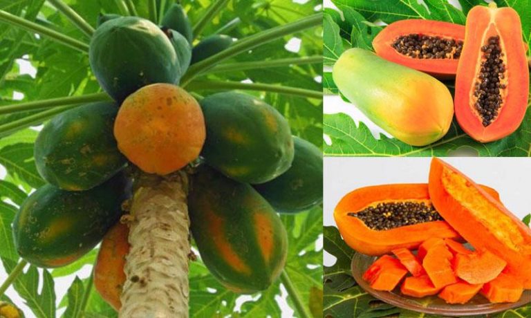 Top 5 loại quả tốt cho mẹ bầu nhiều vitamin